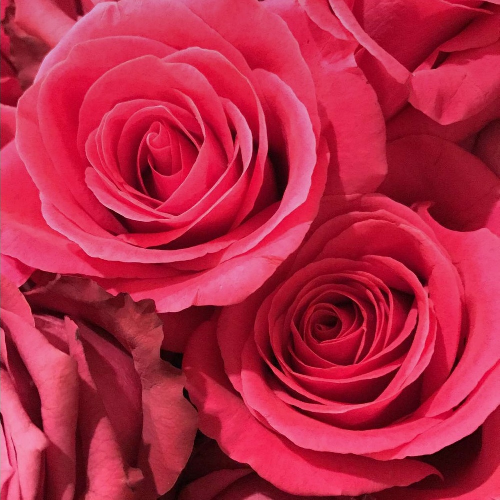 Meet your Posher, Shelby